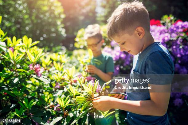 little boys tending to flowers in garden - rhododendron stock pictures, royalty-free photos & images