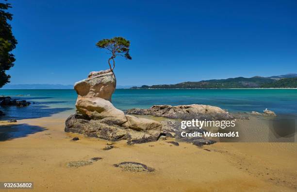 new zealand, south island, abel tasman national park, tree on rock at the beach - abel tasman nationalpark stock-fotos und bilder