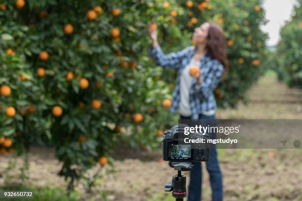 happy medio volwassen vrouwen vlogging in oranje tuin - sinaasappelboomgaard stockfoto's en -beelden