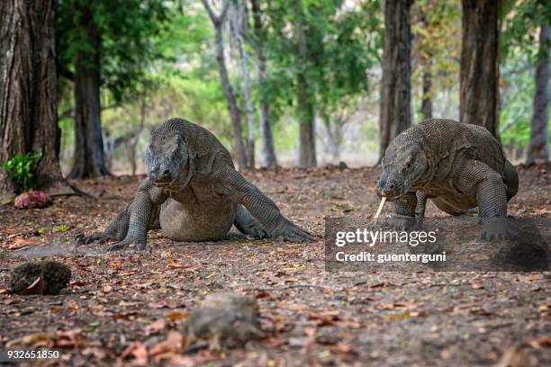 wildlife shot of two komodo dragons (varanus komodoensis) - komodo dragon stock pictures, royalty-free photos & images