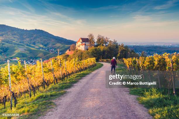 tourist looking at staufenberg castle at sunset, black forest, germany. - black forest germany stock pictures, royalty-free photos & images