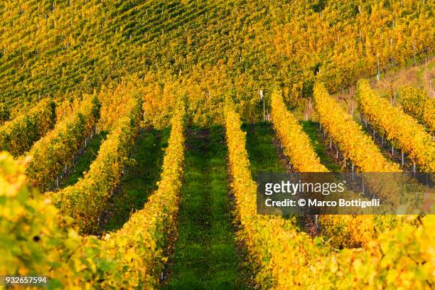 bernkastel-kues vineyards, moselle valley, germany. - rhineland palatinate stockfoto's en -beelden
