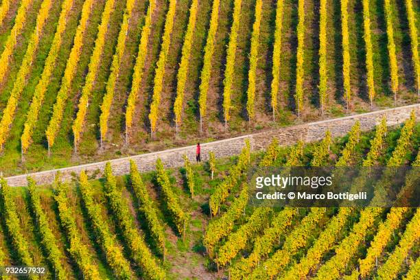 tourist walking in bernkastel-kues vineyards, moselle valley, germany. - rhineland palatinate stockfoto's en -beelden