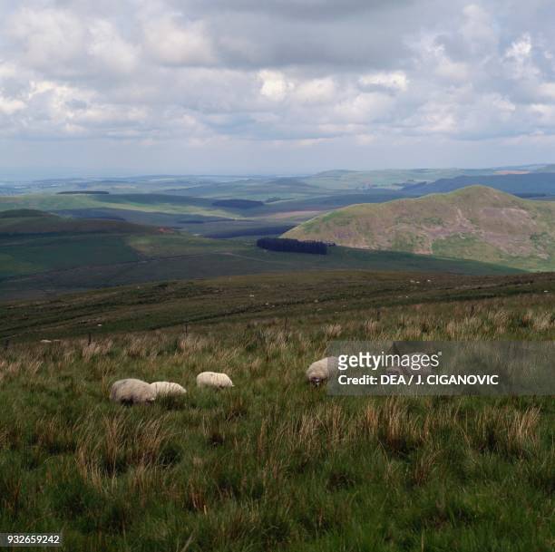 Sheep grazing, Cheviot hills, Scotland, United Kingdom.