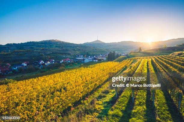 vineyards at sunrise. black forest, germany. - baden württemberg stock-fotos und bilder