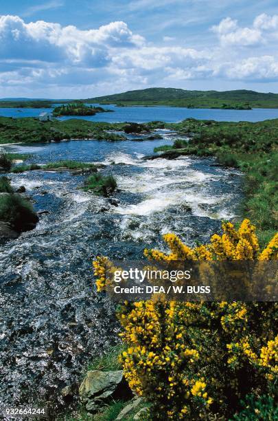 Yellow shrubs and views over a river near Lough Ahalia, County Galway, Connemara, Ireland.