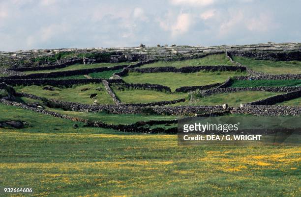 Stone walls dividing fields, Inishmore, Aran Islands, Ireland.