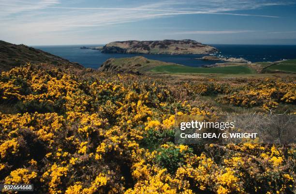 Yellow flowers on the Isle of Man looking out on the Calf of Man, Isle of Man, United Kingdom.