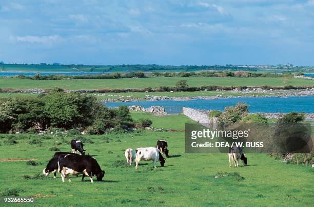 Cattle grazing in a field with stone walls, Kinvarra, County Galway, Connemara, Ireland.