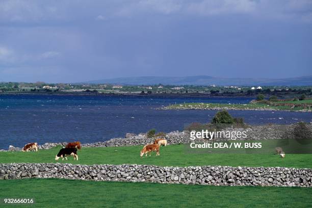 Cattle and sheep grazing in fields divided by stone walls, Kinvarra, County Galway, Connemara, Ireland.