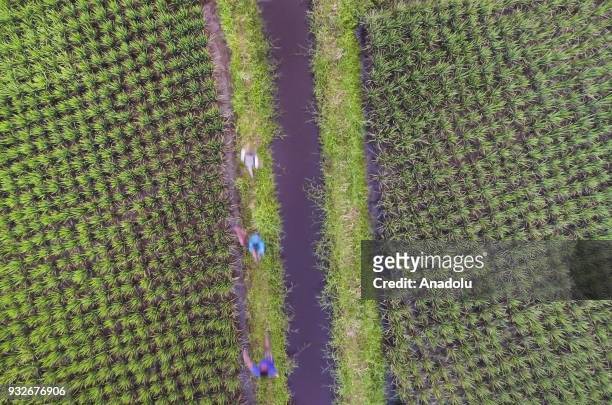 The red-watered rice fields are seen in Sukamaju, Majalaya, Bandung, West Java, Indonesia on March 15, 2018. About 500 factories dominated by the...