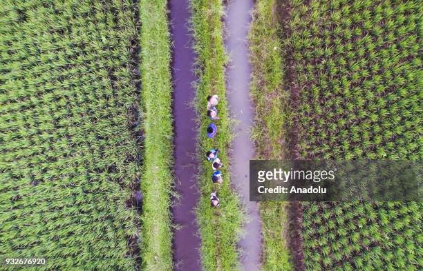 Kids stand on the water stream, which was contaminated, amid rice fields in Sukamaju, Majalaya, Bandung, West Java, Indonesia, on March 15, 2018....