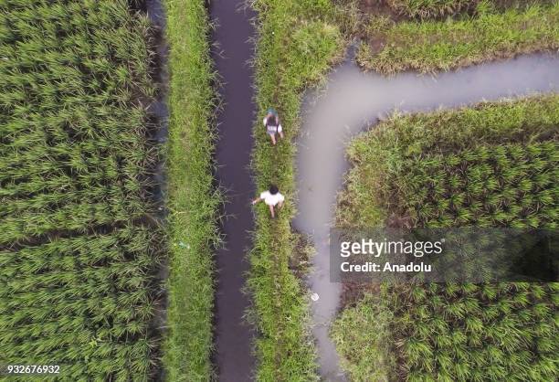 Kids walk on the water stream, which was contaminated, amid rice fields in Sukamaju, Majalaya, Bandung, West Java, Indonesia, on March 15, 2018....