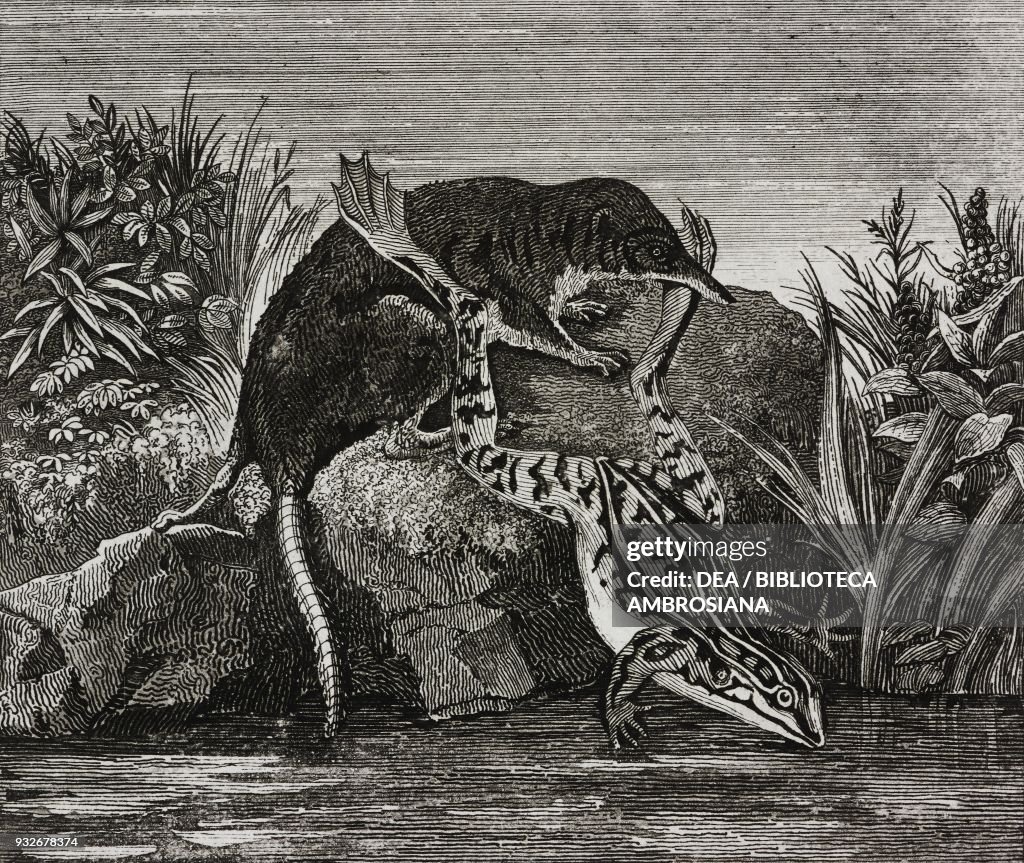 Eurasian water shrew (Sorex fodiens)