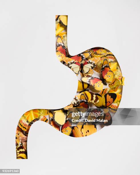 butterflies within a cutout stomach shape. - tierisches verdauungssystem stock-fotos und bilder