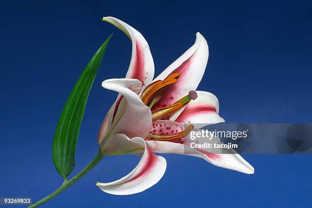 rosa & branco lilly em azul - stargazer lily imagens e fotografias de stock