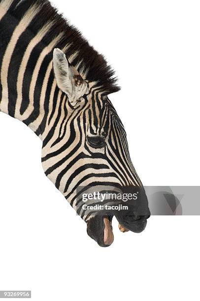 Laughing Zebra High-Res Stock Photo
