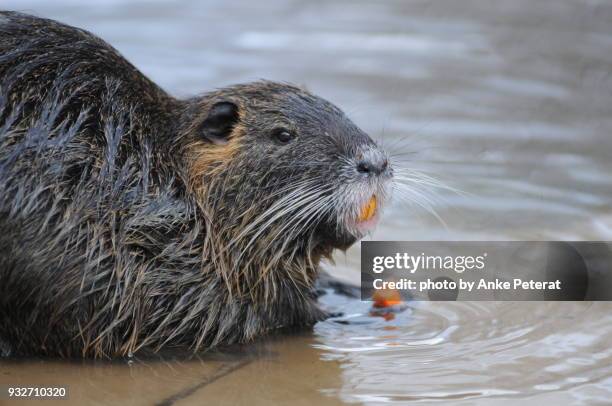 Nutria Eating Reeds 116 What Do Nutria Eat Stock Photos, High-Res Pictures, and Images ...