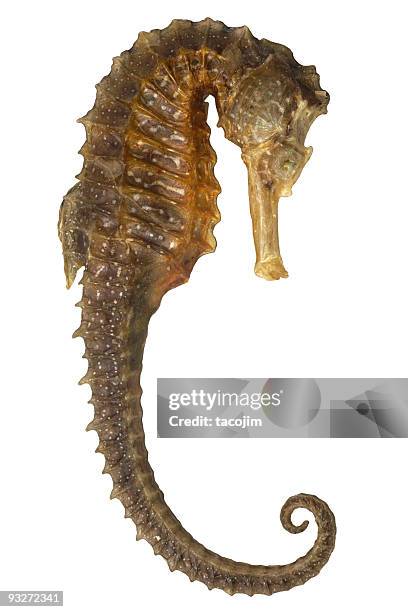 iso seahorse - seahorse stock pictures, royalty-free photos & images
