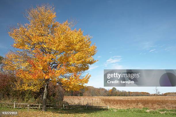 autumn colors - sugar maple stock pictures, royalty-free photos & images