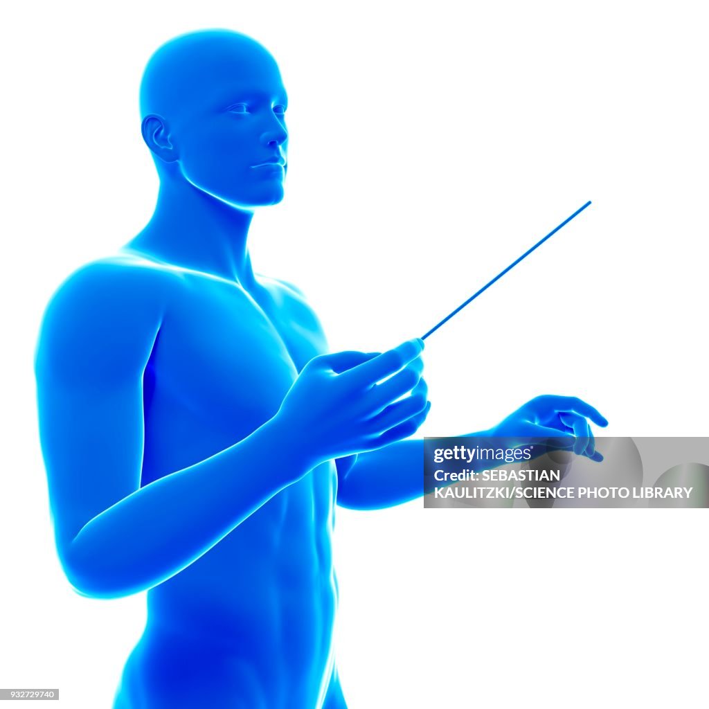 Conductor holding baton, illustration