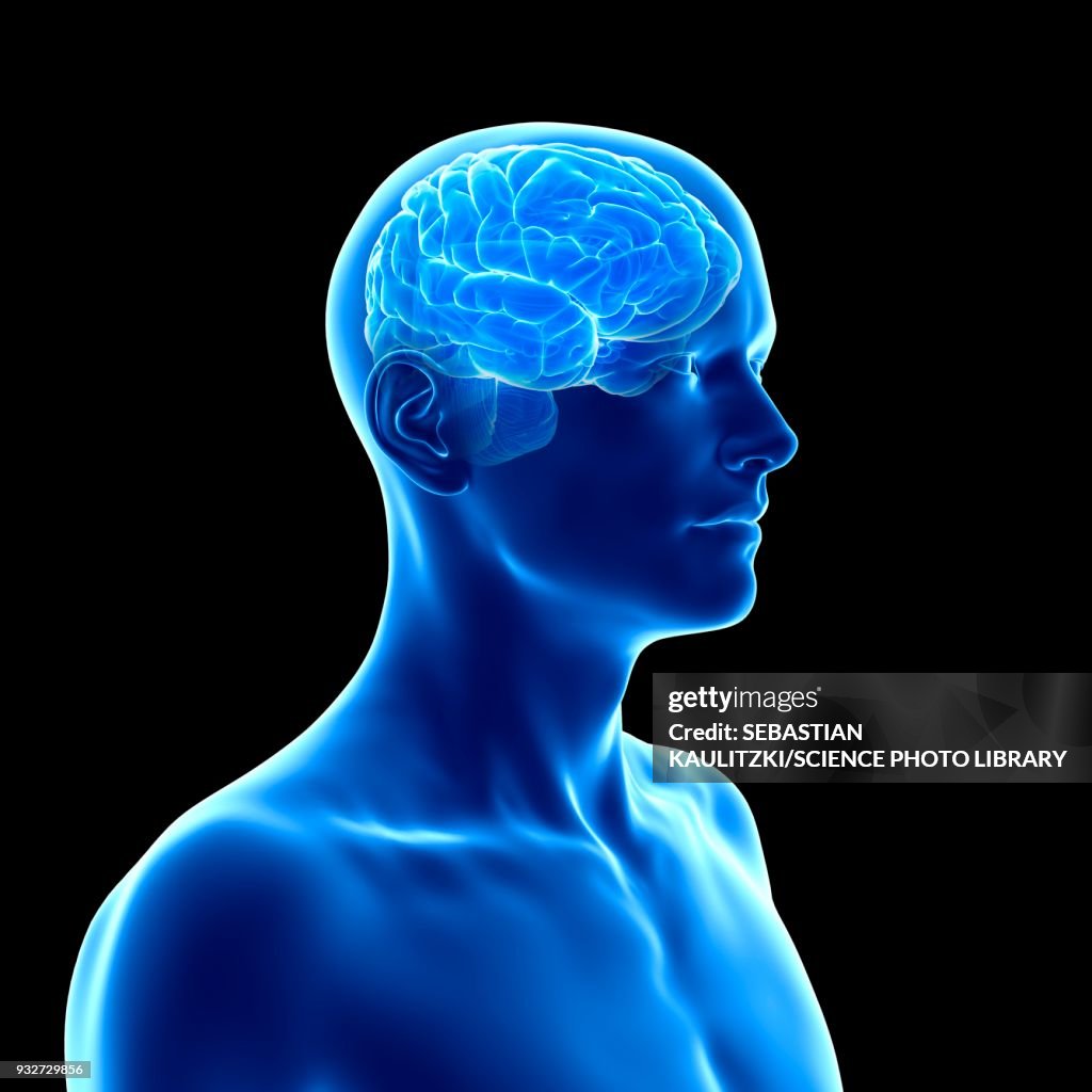 Human brain, illustration