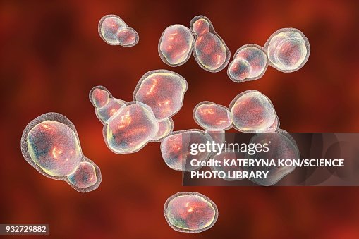 Cryptococcus Drawing Cryptococcus Fungus Illustration High-Res Vector Graphic - Getty Images