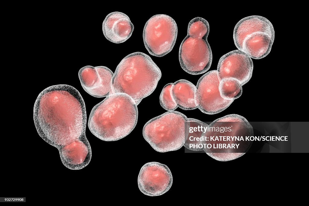 Cryptococcus Drawing Cryptococcus Fungus Illustration High-Res Vector Graphic - Getty Images
