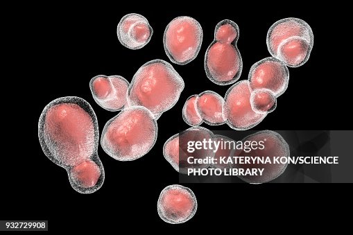 Cryptococcus Fungus Illustration High-Res Vector Graphic - Getty Images