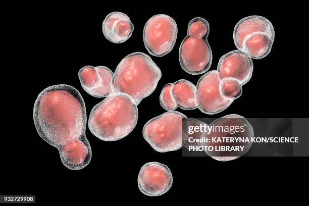 65 Cryptococcus Stock Photos, High-Res Pictures, and Images - Getty Images