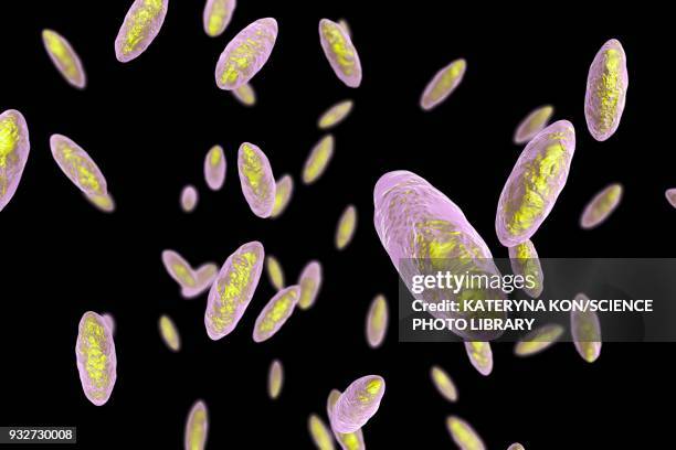 kingella bacteria, illustration - coccobacillus stock illustrations