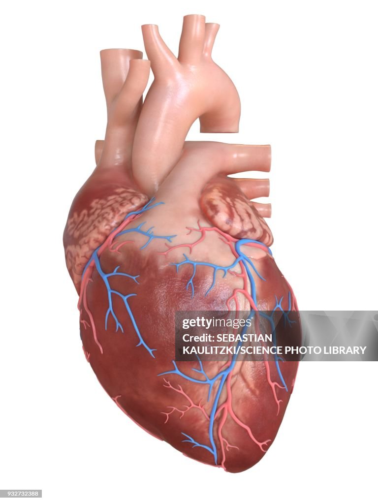 Human heart coronary veins, illustration