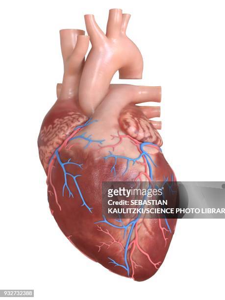 ilustraciones, imágenes clip art, dibujos animados e iconos de stock de human heart coronary veins, illustration - heart anatomy