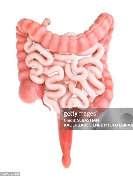 ilustraciones, imágenes clip art, dibujos animados e iconos de stock de large and small intestine, illustration - sistema digestivo