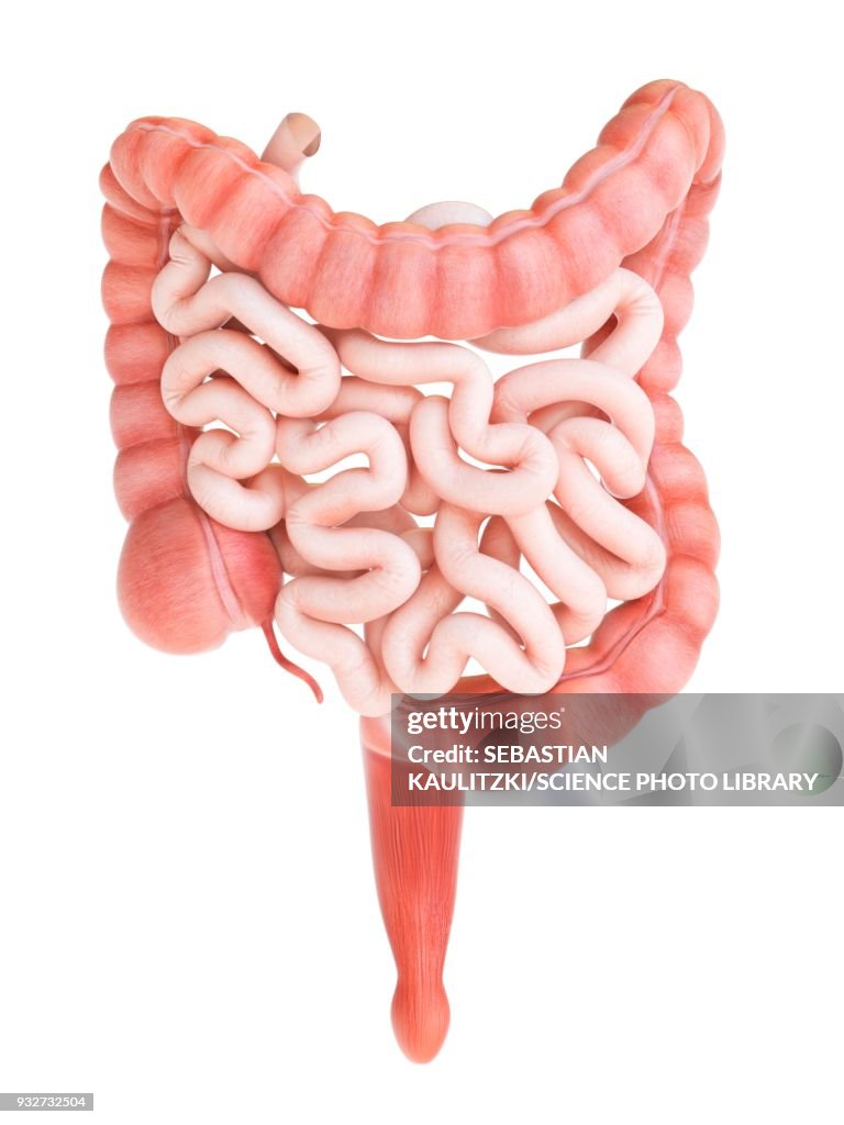 Procto Intestine Human Small Intestine Anatomy