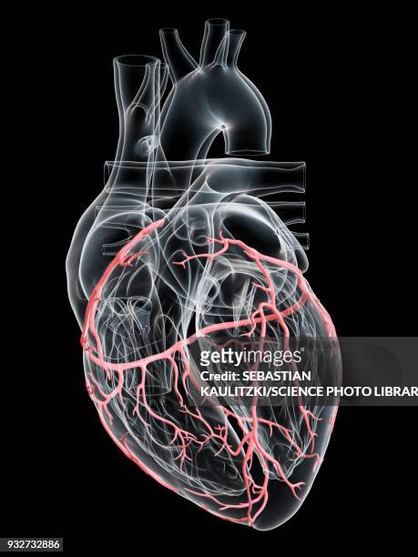 human heart coronary arteries, illustration - coronary artery点のイラスト素材／クリップアート素材／マンガ素材／アイコン素材