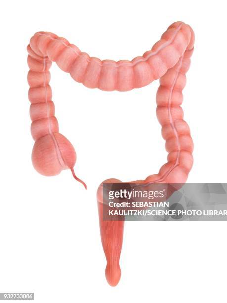 large intestine, illustration - human colon stock illustrations