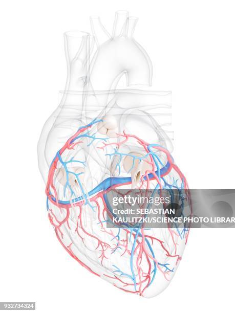 human heart coronary blood vessels, illustration - coronary artery点のイラスト素材／クリップアート素材／マンガ素材／アイコン素材