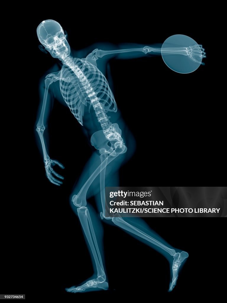 Human Discus Discus Throwers Skeletal System Illustration High-Res Vector Graphic ...
