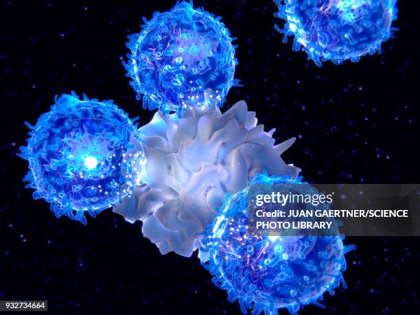 illustrazioni stock, clip art, cartoni animati e icone di tendenza di dendritic cell and t-lymphocytes, illustration - sistema immunitario