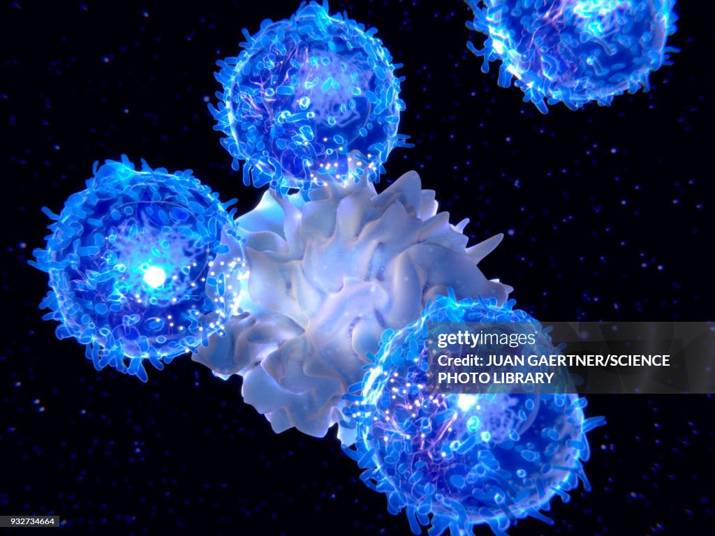Dendritic cell and T-lymphocytes, illustration