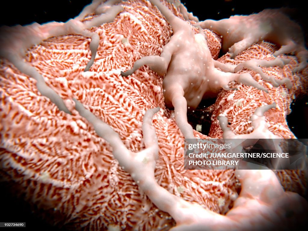 Kidney glomerulus, illustration