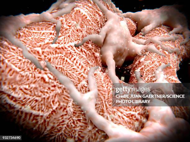 kidney glomerulus, illustration - podocyte stock illustrations