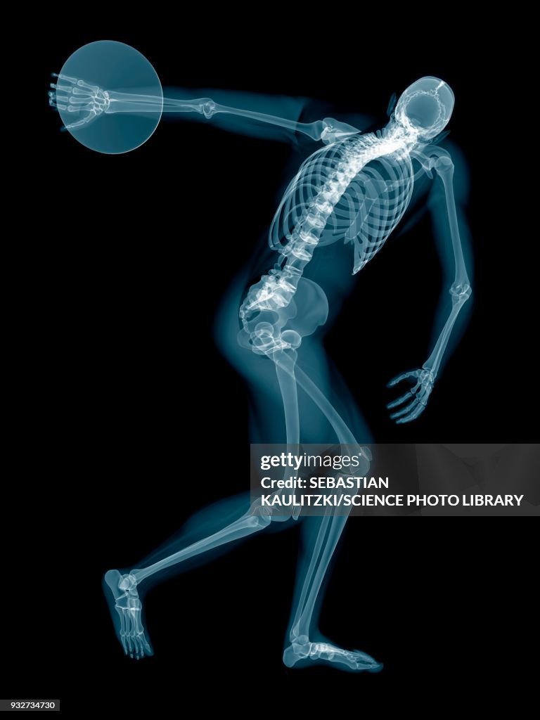 Human Discus Discus Throwers Skeletal System Illustration High-Res Vector Graphic ...