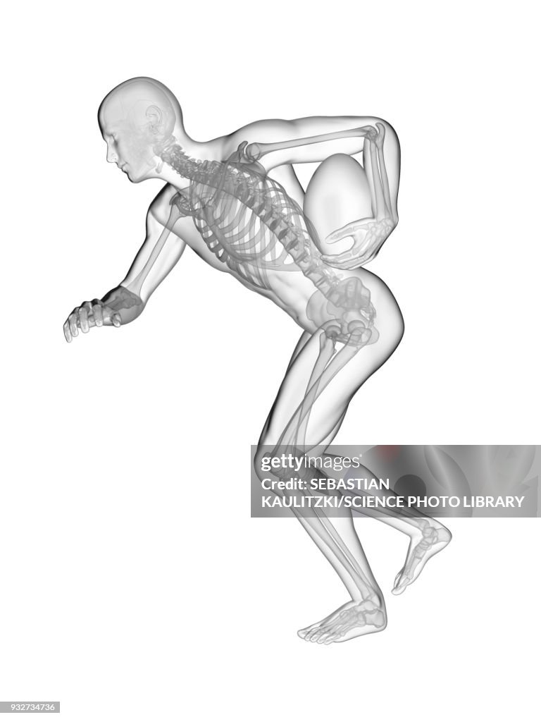 Gyratory System Rugby Rugby Players Skeletal System Illustration High-Res Vector Graphic ...