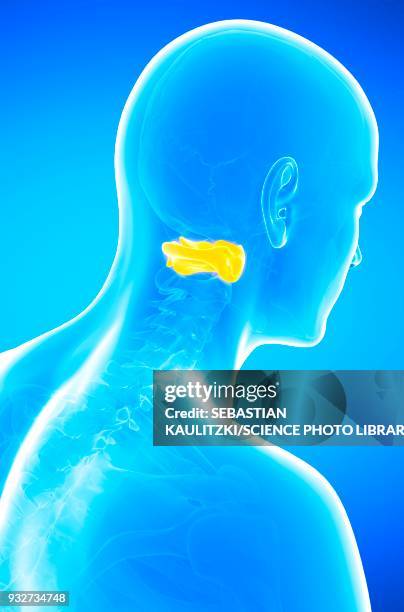 human atlas vertebra, illustration - vertebra stock illustrations