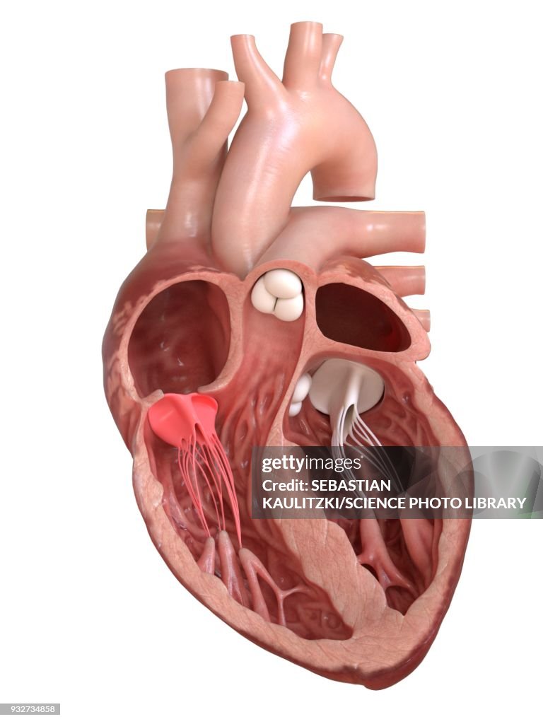 Human heart tricuspid valve, cross section illustration