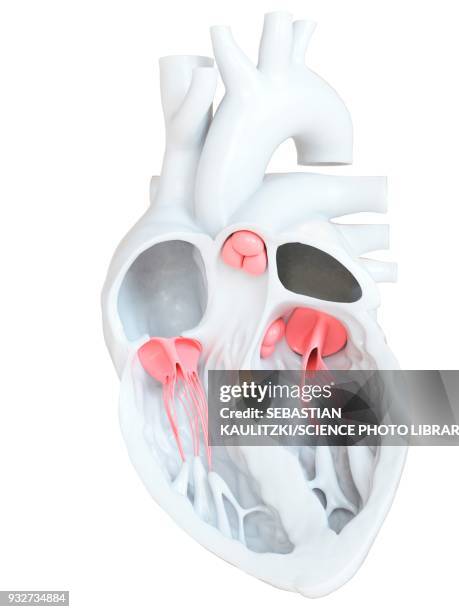 stockillustraties, clipart, cartoons en iconen met human heart valves, cross section illustration - aderklep