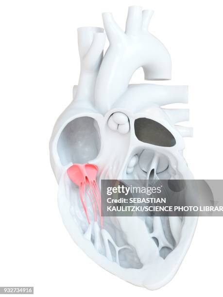 human heart tricuspid valve, cross section illustration - heart cross section stock illustrations