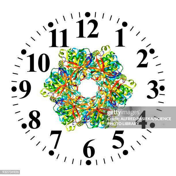 circadian clock molecule, illustration - biological clock stock illustrations